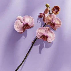 Outlet NIVEA Care & Cashmere Douchecrème 250 ML