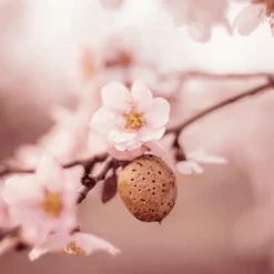 New Weleda Amandel Hydraterende Gezichtscrème 30 ML