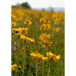 Discount Weleda Arnica Sport Massageolie