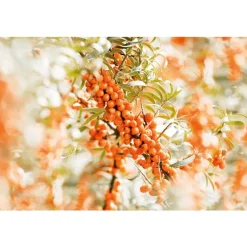 Discount Weleda Duindoorn Vitaliserende Body Olie 100 ML