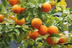 Discount Weleda Kids Blije Sinaasappel Shampoo & Body Wash