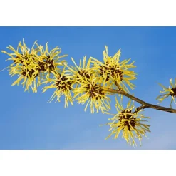 Outlet Weleda Verfrissende Gezichtstonic 150 ML