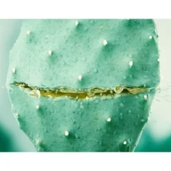 Best Weleda Vijgencactus Hydraterende Gezichtscrème 30 ML