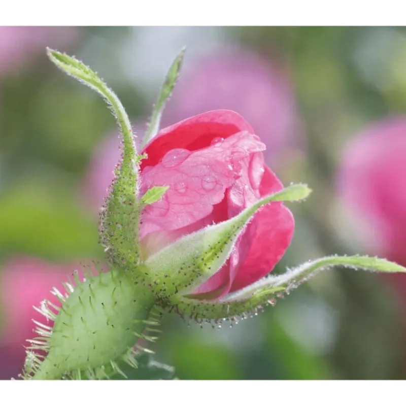 New Weleda Wilde Rozen & Witte Thee Vitaliserende Oogcontourcrème 12 ML